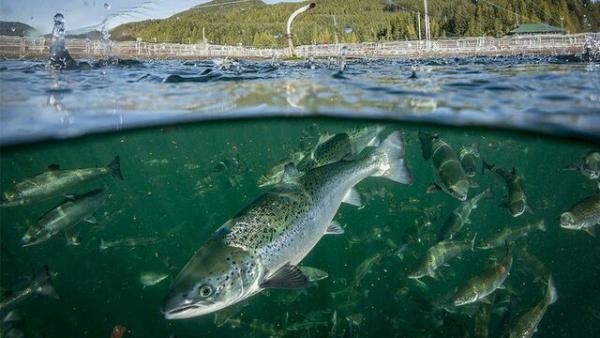 Syrgas ökar effektiviteten i fiskodlingar