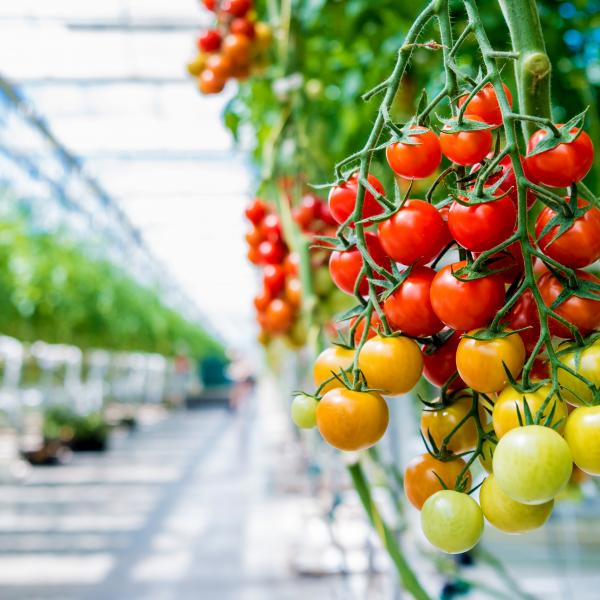 tomat i växthus