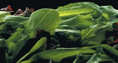 ALIGAL™ 1 : azote (N₂) alimentaire sous sa forme gazeuse utilisé pour la protection de vos produits contre l'oxydation et l'humidité, l'inertage et le conditionnement sous atmosphère protectrice